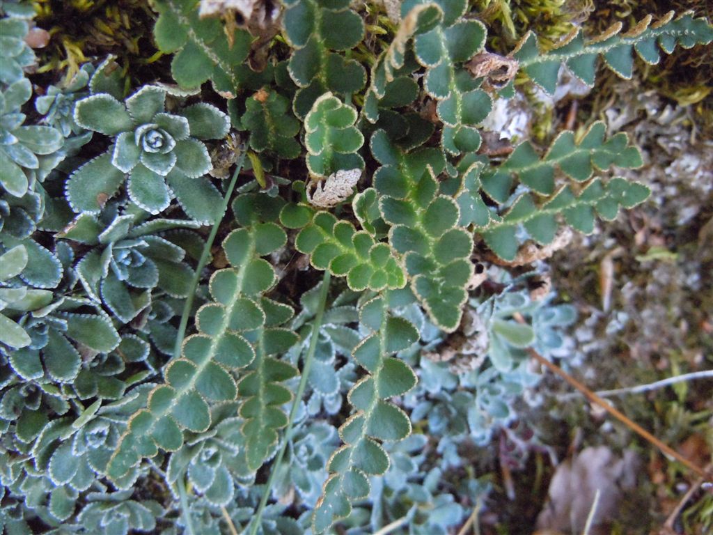 Colle Rotondo (AQ) : Asplenium ceterach